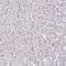 Amyloid Beta Precursor Like Protein 1 antibody, HPA028970, Atlas Antibodies, Immunohistochemistry frozen image 