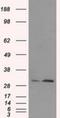 TOR Signaling Pathway Regulator antibody, NBP2-02269, Novus Biologicals, Western Blot image 
