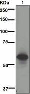 Basigin (Ok Blood Group) antibody, GTX62657, GeneTex, Western Blot image 