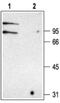 Chloride Voltage-Gated Channel Kb antibody, PA5-77370, Invitrogen Antibodies, Western Blot image 