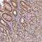 Beta-1,3-Galactosyltransferase 5 antibody, NBP2-30906, Novus Biologicals, Immunohistochemistry frozen image 