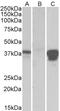 Isocitrate Dehydrogenase (NAD(+)) 3 Alpha antibody, 42-381, ProSci, Western Blot image 