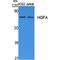 HGF Activator antibody, LS-C386829, Lifespan Biosciences, Western Blot image 