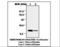 Thioredoxin antibody, LS-B7071, Lifespan Biosciences, Western Blot image 