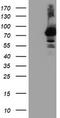 Arginyl Aminopeptidase antibody, LS-C786684, Lifespan Biosciences, Western Blot image 