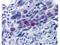 Centromere Protein U antibody, NBP1-77938, Novus Biologicals, Immunohistochemistry frozen image 