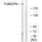 Tubulin Gamma Complex Associated Protein 6 antibody, A11918, Boster Biological Technology, Western Blot image 