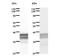 Activating Transcription Factor 6 antibody, LS-C342810, Lifespan Biosciences, Western Blot image 