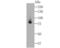 Lactotransferrin antibody, NBP2-80463, Novus Biologicals, Western Blot image 