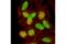 Exportin 1 antibody, 46249S, Cell Signaling Technology, Immunocytochemistry image 