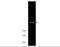 Mechanistic Target Of Rapamycin Kinase antibody, GTX48628, GeneTex, Western Blot image 
