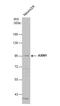 Axin 1 antibody, NBP2-15529, Novus Biologicals, Western Blot image 