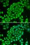 T Cell Leukemia/Lymphoma 1A antibody, orb49064, Biorbyt, Immunofluorescence image 