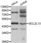 BCL2 Like 13 antibody, abx001026, Abbexa, Western Blot image 