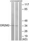 Olfactory Receptor Family 2 Subfamily M Member 2 antibody, GTX87720, GeneTex, Western Blot image 