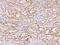 Zinc Finger AN1-Type Containing 2B antibody, 203221-T08, Sino Biological, Immunohistochemistry paraffin image 