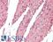 Ras association domain-containing protein 6 antibody, LS-B11633, Lifespan Biosciences, Immunohistochemistry paraffin image 