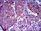 TAR DNA Binding Protein antibody, orb329852, Biorbyt, Immunohistochemistry paraffin image 