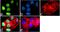 Histone Cluster 4 H4 antibody, 701796, Invitrogen Antibodies, Immunofluorescence image 