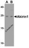 Akirin 1 antibody, 4801, ProSci Inc, Western Blot image 