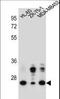 GDNF Family Receptor Alpha 4 antibody, LS-C166452, Lifespan Biosciences, Western Blot image 