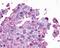 Opsin 5 antibody, NLS2144, Novus Biologicals, Immunohistochemistry frozen image 