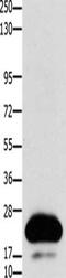 Claudin 4 antibody, CSB-PA275606, Cusabio, Western Blot image 