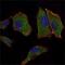 Cytochrome C Oxidase Subunit 4I1 antibody, MA5-15686, Invitrogen Antibodies, Immunofluorescence image 