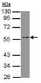 TEA Domain Transcription Factor 4 antibody, ab97460, Abcam, Western Blot image 