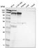 Kinesin Family Member 11 antibody, NBP2-58929, Novus Biologicals, Western Blot image 