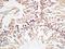 Galactose-3-O-Sulfotransferase 2 antibody, orb183825, Biorbyt, Immunohistochemistry paraffin image 