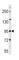 Phospholipase D2 antibody, abx028217, Abbexa, Western Blot image 