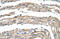 Zinc Finger Protein 197 antibody, 28-966, ProSci, Immunohistochemistry frozen image 