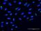 Nucleobindin 2 antibody, H00004925-M03, Novus Biologicals, Immunocytochemistry image 
