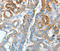 Anterior Gradient 3, Protein Disulphide Isomerase Family Member antibody, MBS2520151, MyBioSource, Immunohistochemistry frozen image 