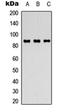 Fibroblast Growth Factor Receptor 4 antibody, orb315782, Biorbyt, Western Blot image 