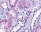 Trace Amine Associated Receptor 8 antibody, NLS2307, Novus Biologicals, Immunohistochemistry frozen image 