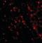 Mitochondrial Antiviral Signaling Protein antibody, orb87388, Biorbyt, Immunocytochemistry image 