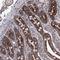 GrpE Like 1, Mitochondrial antibody, NBP1-83557, Novus Biologicals, Immunohistochemistry frozen image 