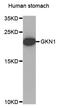 Gastrokine 1 antibody, STJ26919, St John