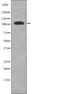 EPH Receptor A1 antibody, abx215178, Abbexa, Western Blot image 