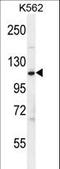 Complement Factor H antibody, LS-C168702, Lifespan Biosciences, Western Blot image 
