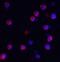 IQ Motif And Sec7 Domain 1 antibody, A06482, Boster Biological Technology, Immunofluorescence image 