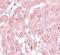 Small Ubiquitin Like Modifier 2 antibody, A01282-1, Boster Biological Technology, Immunohistochemistry frozen image 