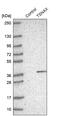 Translin-associated protein X antibody, PA5-56625, Invitrogen Antibodies, Western Blot image 