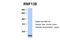 Ring Finger Protein 138 antibody, 27-766, ProSci, Western Blot image 