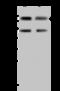 Lysine Acetyltransferase 7 antibody, 204101-T46, Sino Biological, Western Blot image 