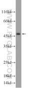 Caspase 2 antibody, 24777-1-AP, Proteintech Group, Western Blot image 