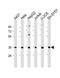 5'-Nucleotidase, Cytosolic IIIA antibody, 61-236, ProSci, Western Blot image 