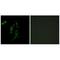 Histidyl-TRNA Synthetase antibody, A05242, Boster Biological Technology, Immunohistochemistry paraffin image 